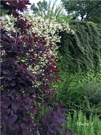 e25114a8-20160621 RI cotinus.jpg